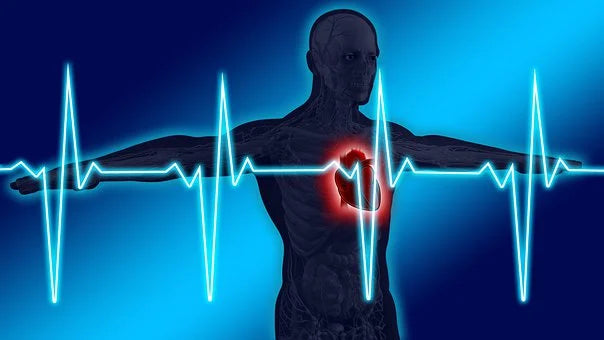 CBD et Rythmes cardiaque 