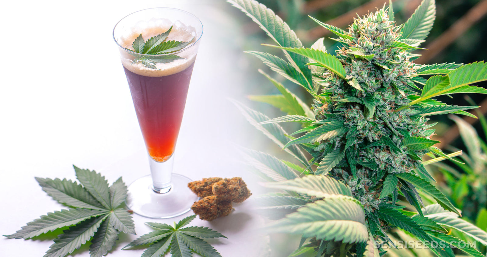 UNE NOUVELLE ÉTUDE RÉVÈLE QUE LE CBD POURRAIT RÉDUIRE LES NIVEAUX DE CONSOMMATION D ALCOOL