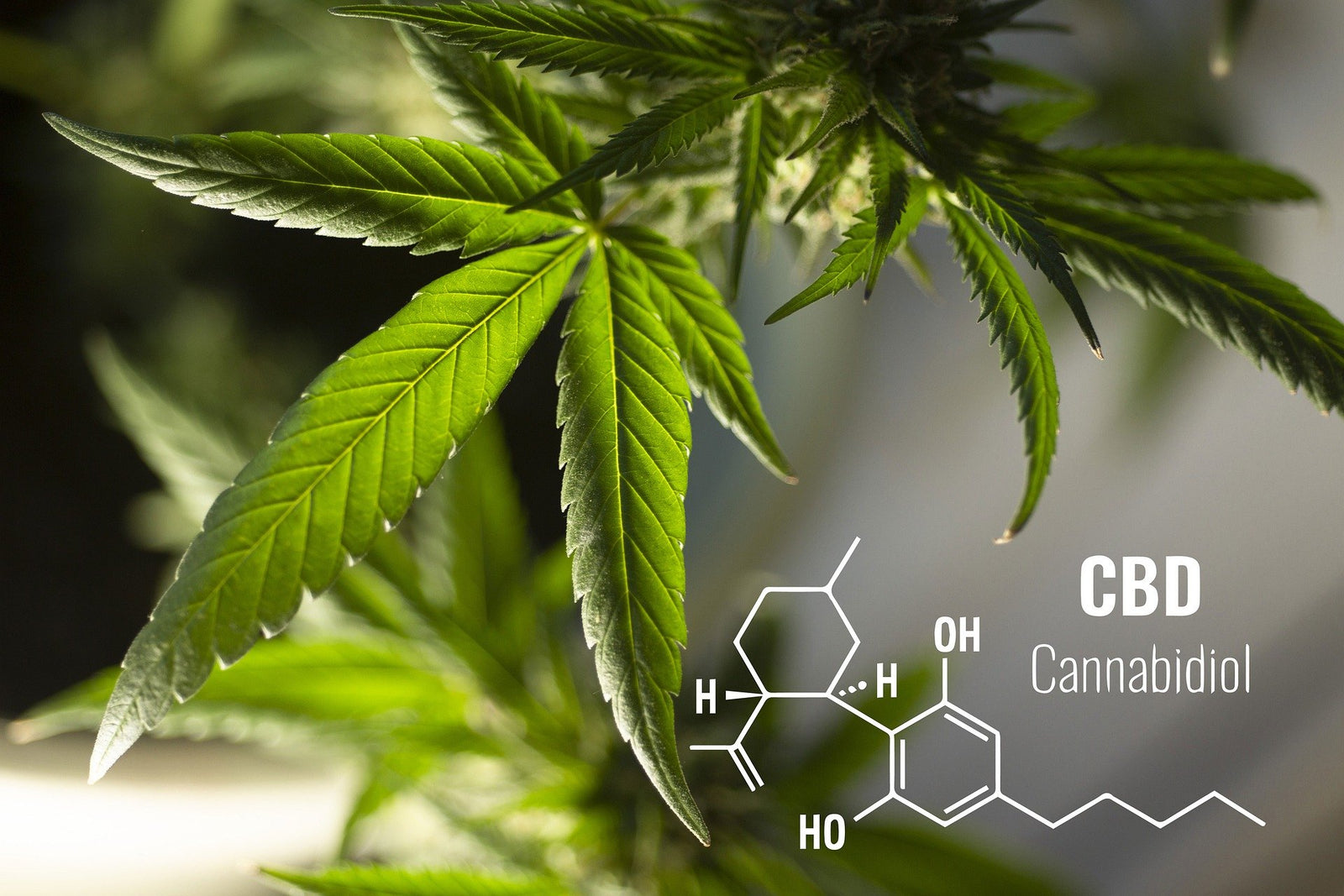 CBD et THC : démystifier les mythes