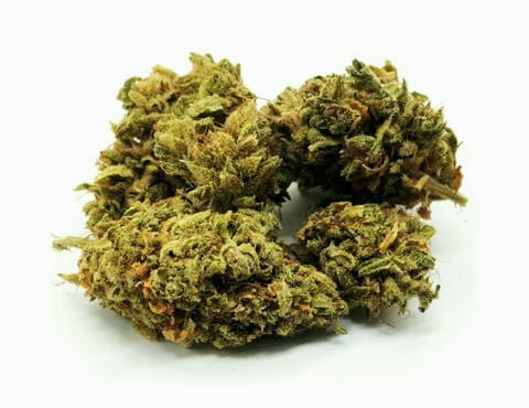 Candida Cbd Outdoor pas Cher 