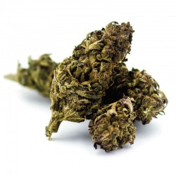 BROWN KUSH⚠️destockage⚠️